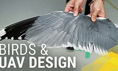 Bird Evolution Informs UAV Stability Design