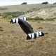 Opener’s Single-Seat Blackfly Personal eVTOL Ultralight Scheduled for 2023