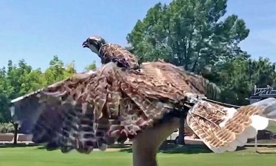 Feathered Hybrot Ornithopters to Assist Wildlife Aerodynamic Research