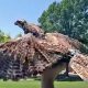 Feathered Hybrot Ornithopters to Assist Wildlife Aerodynamic Research