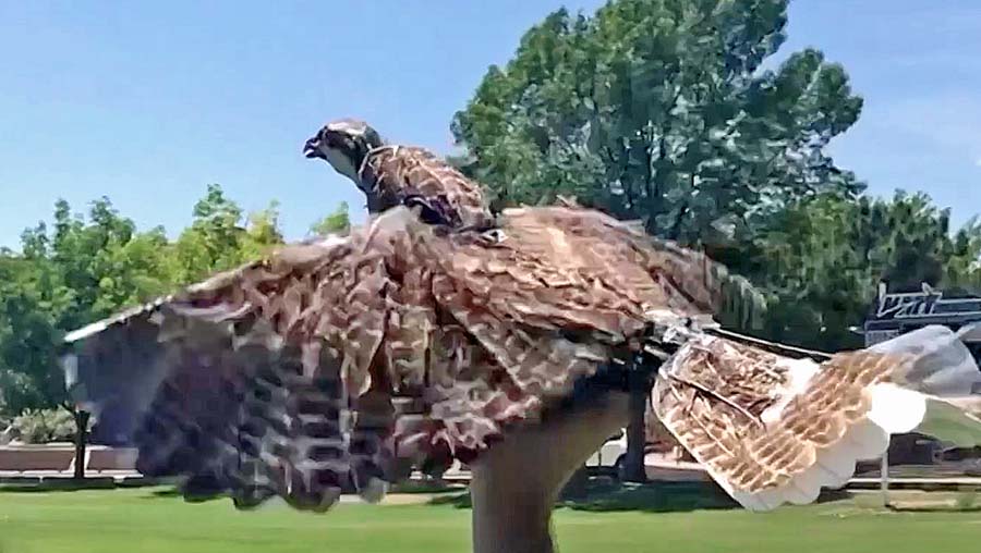 Feathered Hybrot Ornithopters to Assist Wildlife Aerodynamic Research